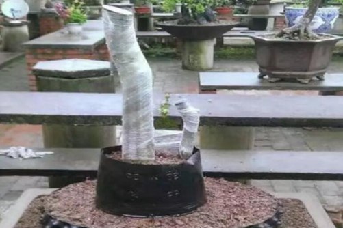 金弹子下山桩怎么栽培，掌握这些步骤轻松玩转下山桩