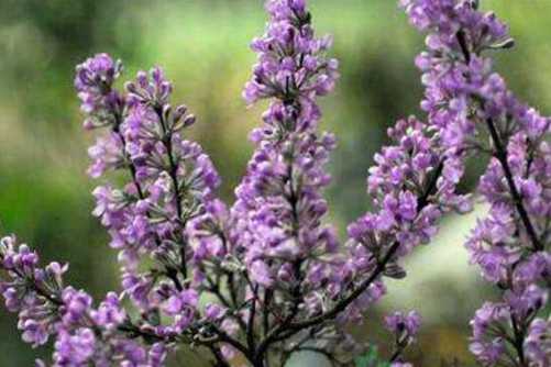 芫花根的价格， 芫花根有毒 却实为一剂良药