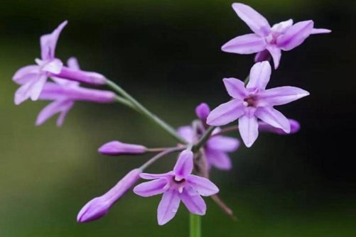 紫娇花花语是什么，紫娇花不常见的花