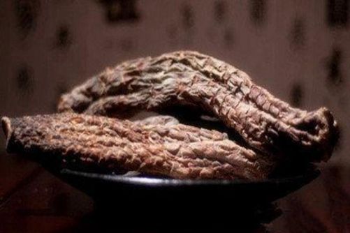 “沙漠人参”肉苁蓉图片，补而不峻，从容之兮