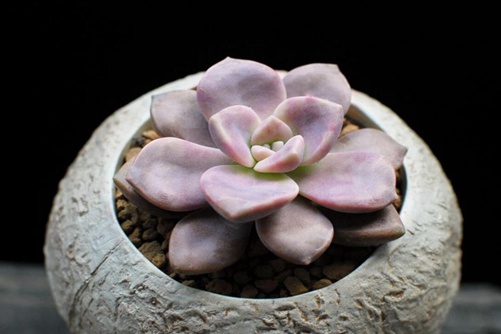紫乐多肉植物怎么养？多肉紫乐养护做好下面几点最易爆盆和出色
