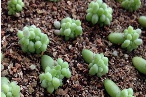 新玉缀怎么养？大珠小珠串成碧珠帘