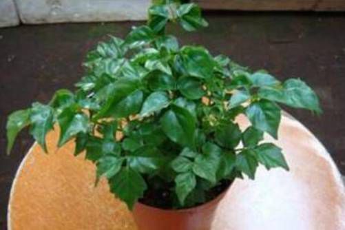 富贵树开花是什么征兆？富贵树开花好运来