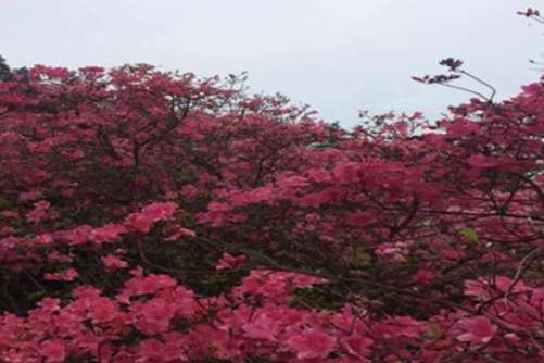 杜鹃花真的很难养？杜鹃花这样养，年年花开满盆