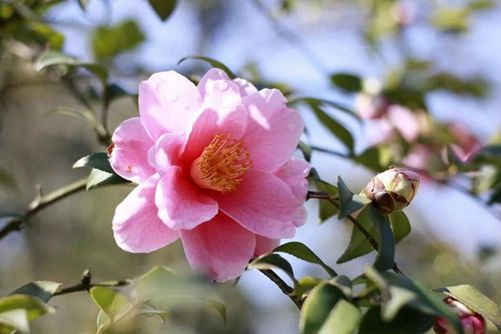 山茶花这样养 花能开到明年4月，花朵旺盛艳丽还不掉苞
