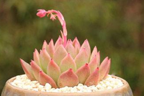 多肉花剑繁殖方法，多肉花剑它可是生“小崽”的好东西！