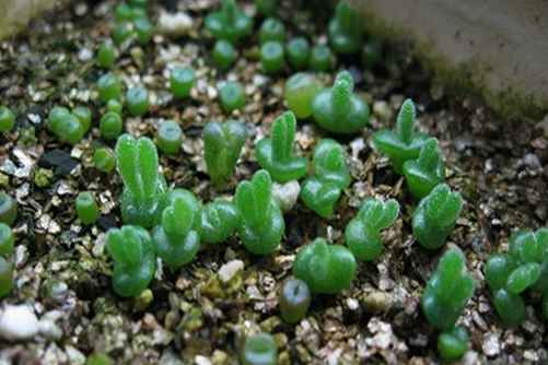 小兔子碧光环怎么种植养护？萌萌哒小兔子养成记