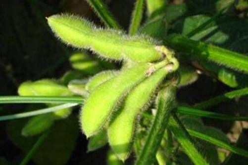 毛豆图片，豆白宜烹玉糁糜 绝胜云子雪翻匙