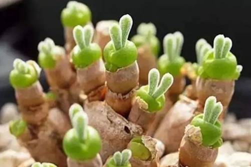 小兔子碧光环怎么种植养护？萌萌哒小兔子养成记