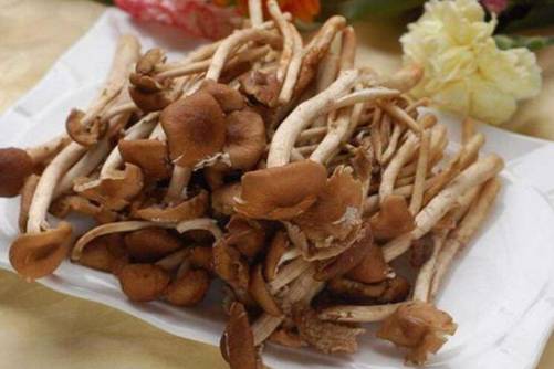 茶树菇图片，茶树菇 油茶树下听故事的小精灵们