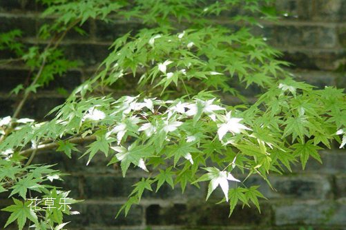 形如鸡爪,红叶如花的鸡爪槭价格贵吗？鸡爪槭图片欣赏  