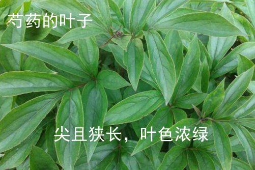 牡丹和芍药的区别  牡丹和芍药风水