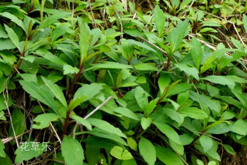 春季不可不食的22种野菜，吃出春天美滋味