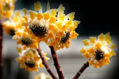 结香花花语，喜接连理枝 枝有千千结