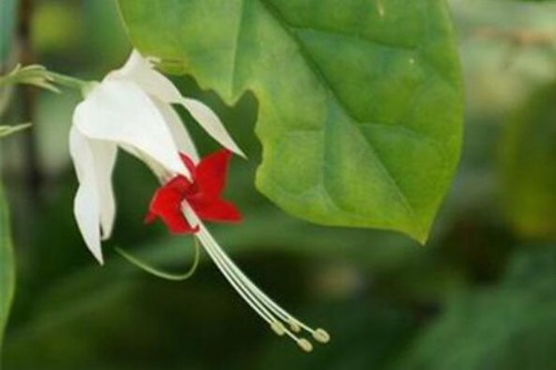 龙吐珠的养殖方法和注意事项，养爆龙吐珠养法简单花苞成倍开