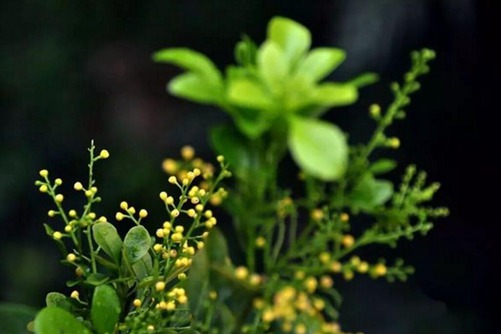 米仔兰怎么养，做好这几点米兰花开繁茂 香气袭人