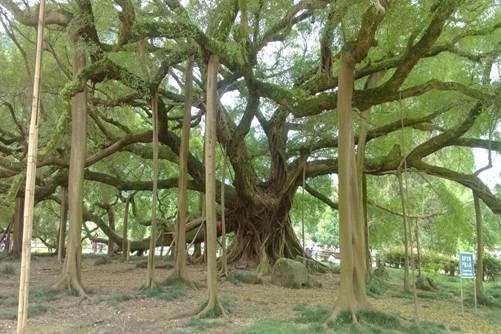 榕树图片，高清榕树图片大全