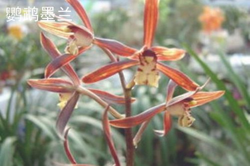 墨兰花品种，墨兰那个品种好