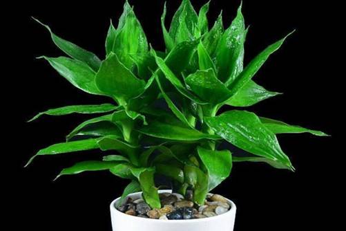 莲花竹有毒吗？莲花竹无毒 放在家里好处多多