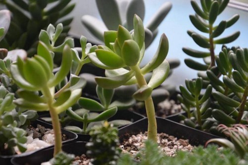 多肉植物徒长, 多肉植物徒长怎么办?砍头是妙招