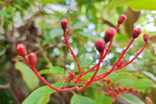 希茉莉图片，茉莉天仙妹 貌美醉娇花