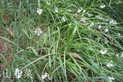 山韭菜和野韭菜有什么区别, 看叶子闻味道两招就能快速区分