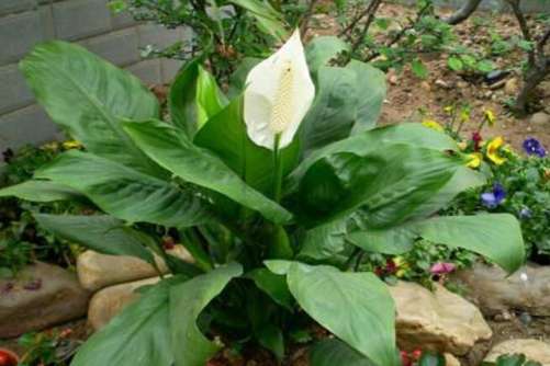 白鹤芋的养殖方法，“清白之花”白鹤芋的养护要点