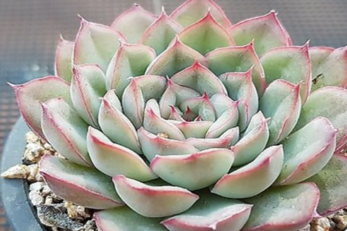 猎户座多肉怎么养？当多肉植物遇上十二星座