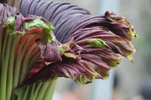尺香魔芋是全球最臭的植物，为什么这么臭呢
