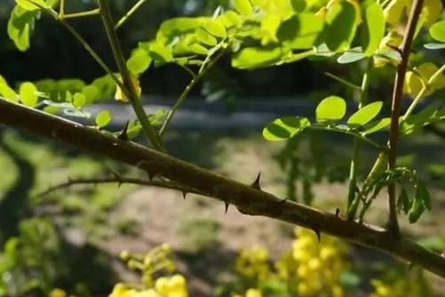云实的功效和作用，云实束束黄花鸟不落 入药解毒除湿