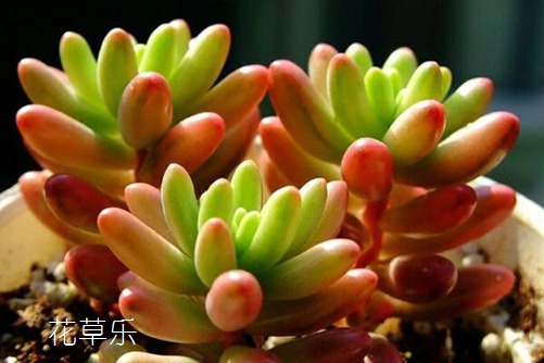 多肉虹之玉怎么养 美人如玉剑如虹