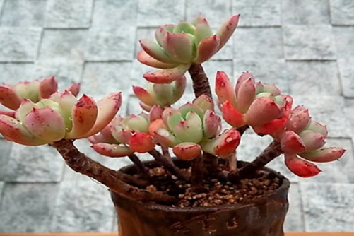 多肉植物蜜糖养殖方法，有蜜糖陪伴，生活甜如蜜