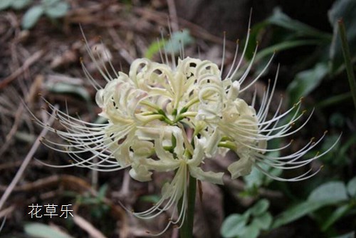 曼陀罗花、曼陀罗华及曼珠沙华三种花怎么区分