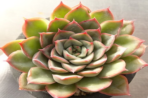 猎户座多肉怎么养？当多肉植物遇上十二星座