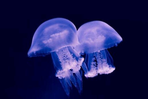 海蜇图片，层涛拥沫缀虾行 水母含秋孕地灵