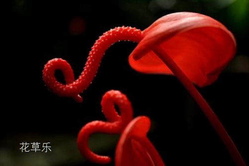 火鹤花是狮子座的守护花，火鹤的花语是什么？适合送什么人呢？