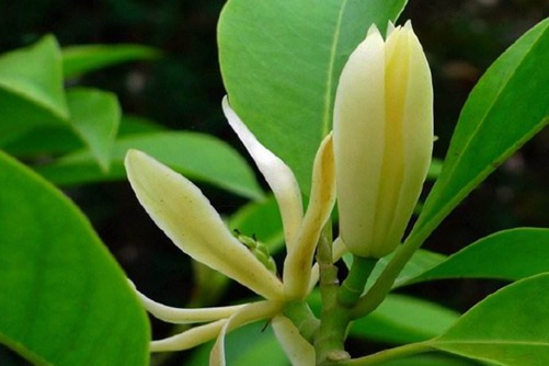 黄桷兰叶子发黄怎么办，做好这几点叶子四季常绿，花香满园