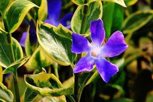 花叶蔓长春的花语，春光潋滟晴方好 蔓长春花色正浓