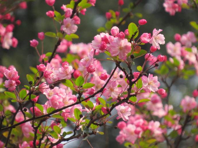 樱花花语：山樱花花语及传说