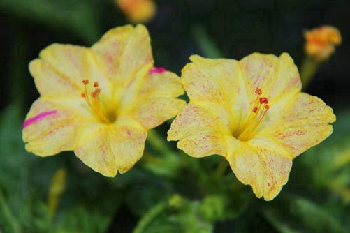 夜来香图片，孤芳自赏夜来香，幽暗芬芳自高昂