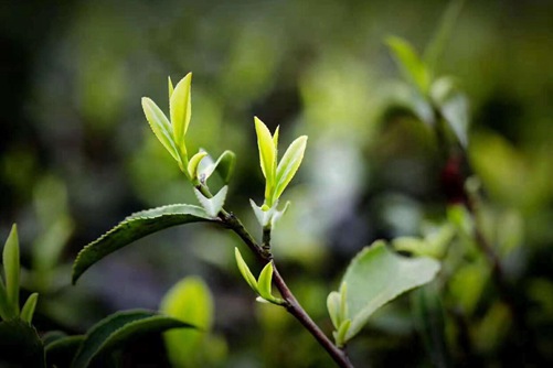 南岳云雾茶的功效与作用，南岳云雾茶香味浓郁甘醇价格也不贵