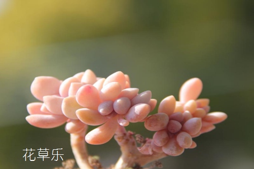 想让家中的醉美人生机勃勃—一定要学会这些