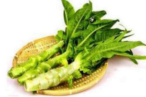 莴苣叶子图片，苣兮蔬之常 随事艺其子