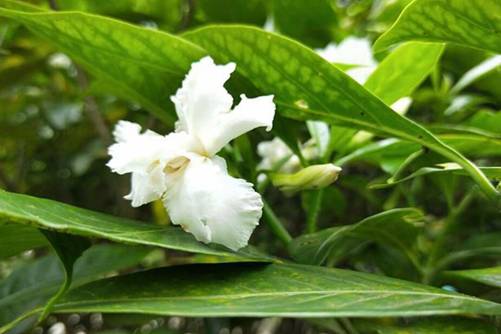 狗牙花图片，狗牙花 贞静如栀子，芳香似茉莉