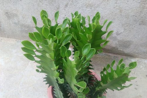龙骨有毒吗家里能养吗？龙骨的风水您知多少