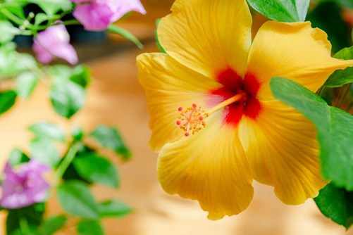 朱槿花图片，高清朱槿花图片欣赏