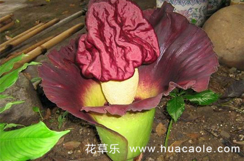 被人称之为“尸花”的泰坦魔芋花语和传说是什么