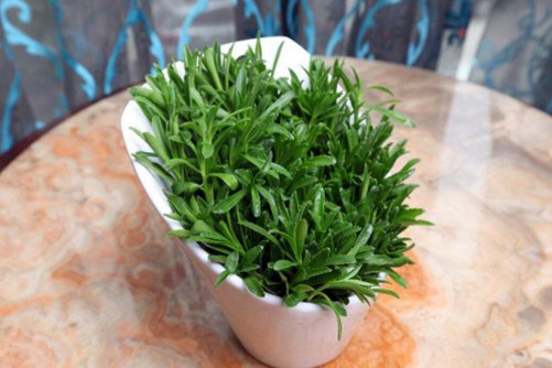 养心菜你认识吗？养心菜一定是你吃了，还想吃的蔬菜
