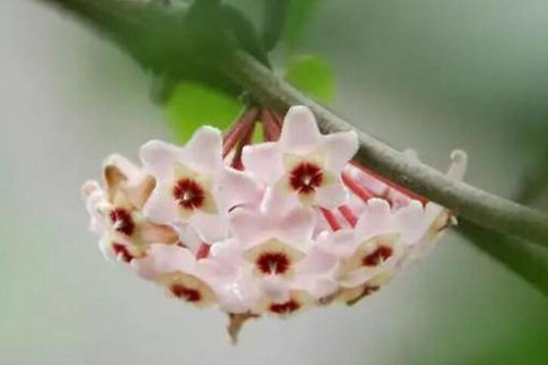 球兰花有毒吗？当然没有毒，带你全面了解球兰花
