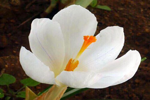 番红花图片，昂贵的香料 美丽的花朵